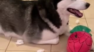 Husky Nearly PASSES OUT After Destroying Toys & Trashing House!