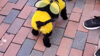 Dog Dressed as Bee Delights
