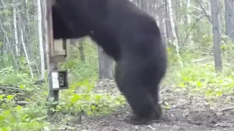 Bear Sees It’s Reflection in the Mirror for the First Time Ever and Goes Crazy