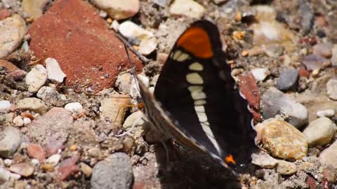 Butterfly Wings Insect Nature Perched Flapping