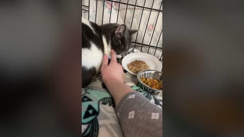 Heartbreaking Reason Cat Is At Shelter Revealed
