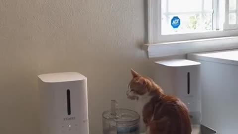 Orange cat behavior! Funny cat videos