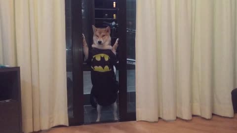 Shiba batman