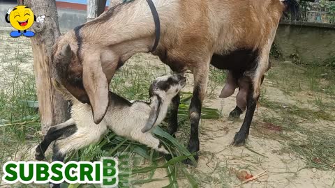 Amazing 😄 This Big Goat Gave the births of three kids, baby goats