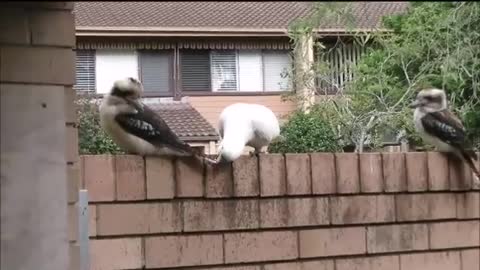 Cockatoo teasing Kookaburra