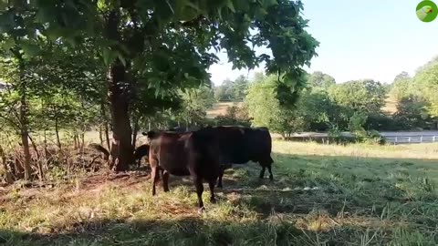 COW VIDEOS 🐄 COWS GRAZING 🐄 COW SOUNDS, Serene Grazing and Soothing Cow Sounds for Relaxation