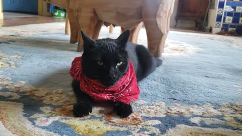 I put a bandana on my cat!