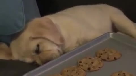 Deep sleep dog