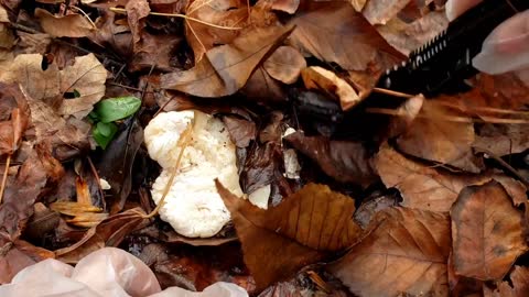 Foraging wild mushrooms in Fall 2021