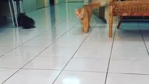 Awesomely Cute Cat