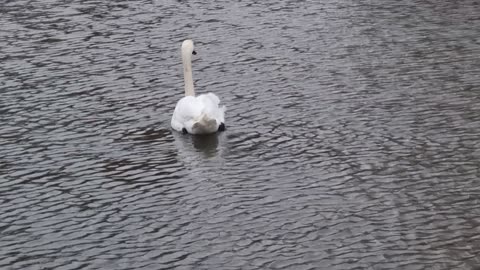 Mute Swans On A Lake In Wales