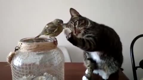 cat petting the bird🐱❤