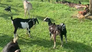 Goats meet the gang