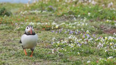 PUFFIN ISLAND