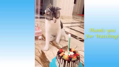 😻So Cute Cats, kittens, dogs. Best Funny Cat Videos to Keep You Smiling . 😻#1