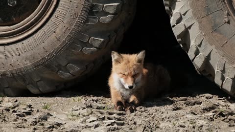 Cute Fox Video