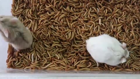 Hamster vs 10000 Super Worms Time Lapse