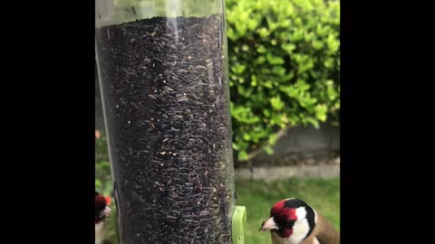 2 Goldfinches Arguing