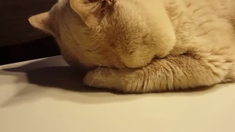 Weirdo cat sleeps in hilariously adorable position