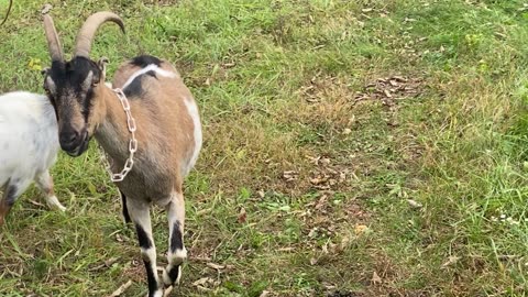 Goats Trying to Eat Field Corn 10.2022