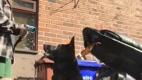 Dog Plays And Tries To Drink Water From Hosepipe As Owner Sprays It Towards Them