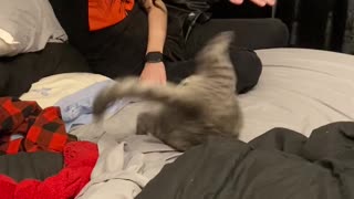 Kitten Spazzes Out Playing with Girl on Bed