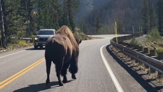 Giant Bison Out For a Walk on a Yellowstone Road