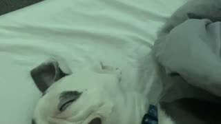 Napping Bulldog Makes a Funny Face