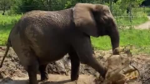 How elephant feel when it is playing in water in a zoo