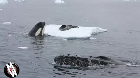 Grbavi kitovi su najempatičnija bića na našoj planeti