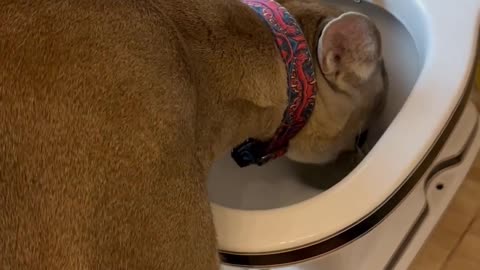 Pet Puma Drinks From Toilet