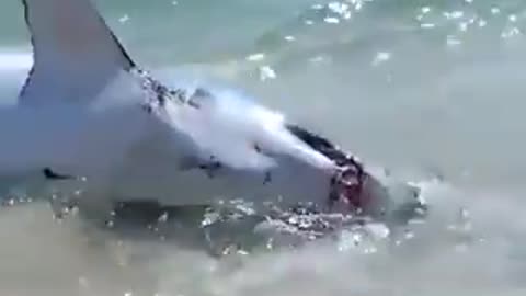 Beach goers helped a stranded shark back into the water on a Florida beach
