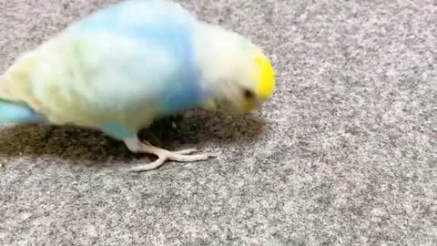 Love bird playing with a set of chopsticks