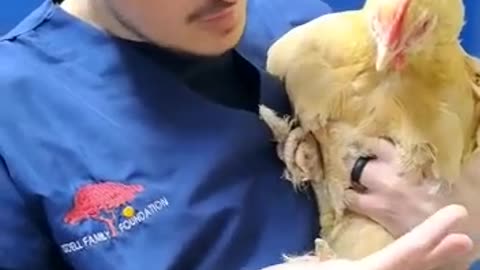 Hen I fall in love with you: Vet bonds with chicken after treating her