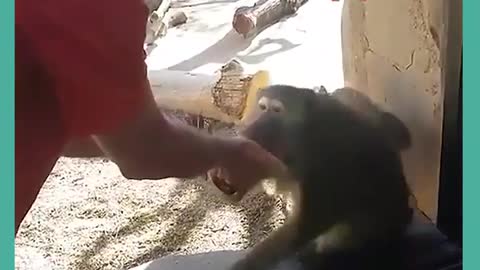 When a monkey sees a magic trick - funny monkey reaction to a magic trick