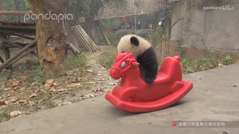 The giant panda rolling