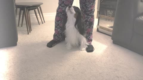 Funny Dog walks around legs