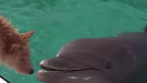 A story of friendship between a dog and a dolphin!