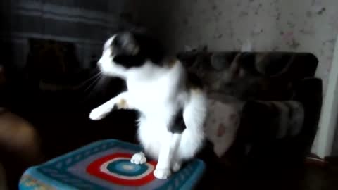 Funny cat Murka give each paw Subtitle Funny video about cats
