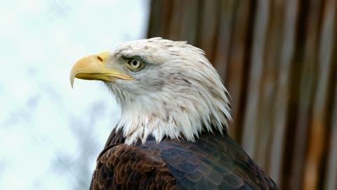 How beautiful this bald eagle