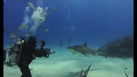 Tiger Shark and grouper