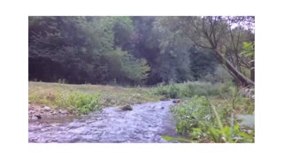 Nature video