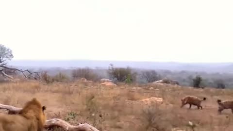 Lions attack hyena