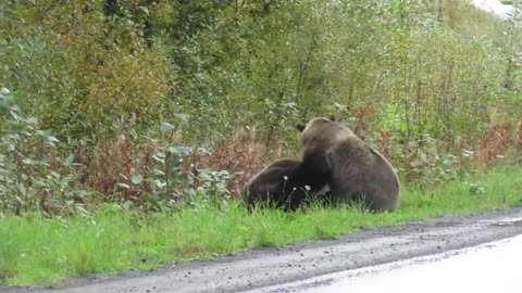 Epic grizzly bear fight!