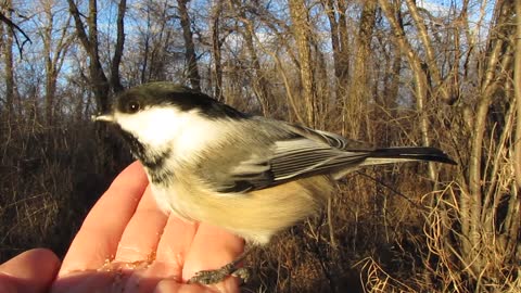 Chickadee