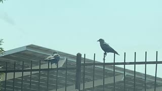 Just some crows