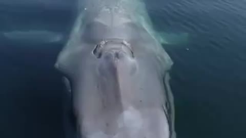 Blue Whale in Santa Barbara