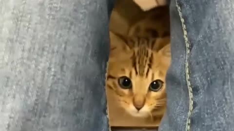cute cat funny videos