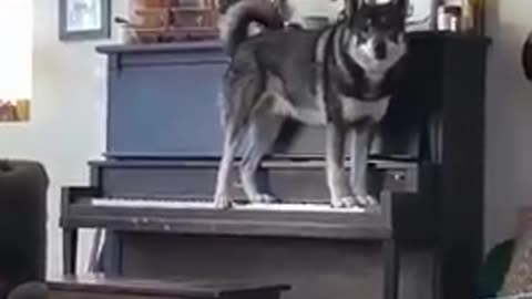 Dog Loves to Play the Piano
