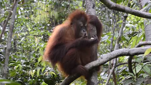 In Borneo with orangutans